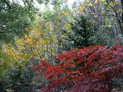 -上海佘山国家森林公园天马山园
