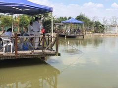 -南汇新场正宗水蜜桃采摘