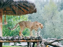 -北京野生动物园