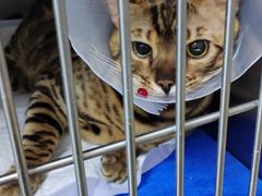 -中农国际动物医院24小时·猫科·骨科·急重症中心