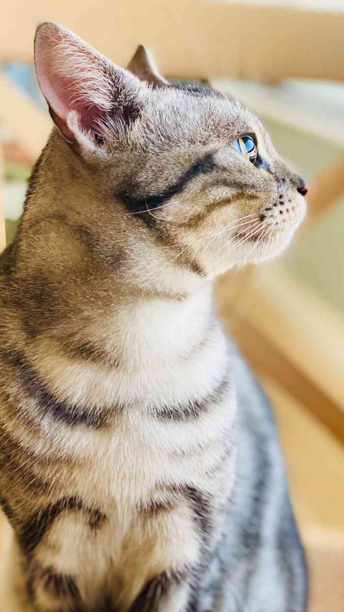 福至猫吉·海景猫咖-"店还挺好找的,位置也不错,前面能看见大海.