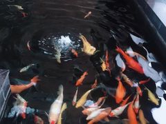 -松山湖梦幻百花洲