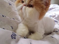 -芭比堂动物医院·犬猫全科·异宠专科(雁塔分院)