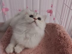 -东方名猫馆·英短金渐层布偶猫舍(环线广场1号楼店)