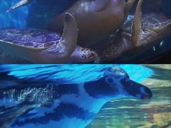 -海合安武汉极地海洋公园