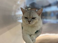 -COLOR PETS 撸猫馆·购猫·猫咖(长风大悦城店)