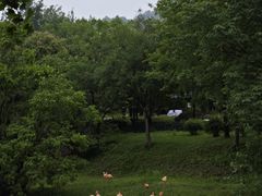 -合肥野生动物园
