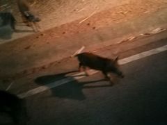 -清迈夜间动物园