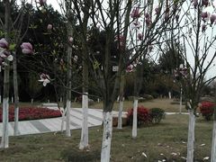 -铁山坪森林公园