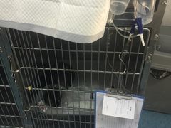 -北京赛佳动物医院