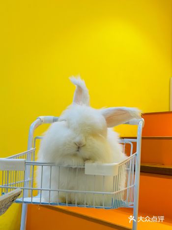 nice to meet u 爱玩萌兔杭州首家门店在