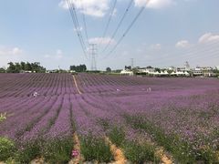 -紫颐香薰山谷景区