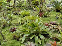 -深圳仙湖植物园