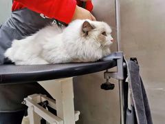 -PETKIT小佩宠物·低压洗护(国顺东路店)