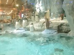 -帝企鹅自助餐厅•儿童岛•真企鹅(长隆企鹅酒店)