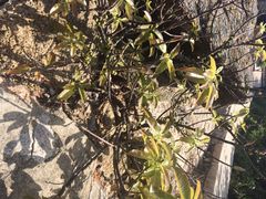 iphone_upload_pic-东澳岛