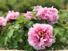 -合肥三国新城遗址公园