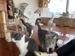 -Catmate·猫肥家润(金润铂宫店)