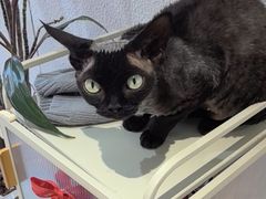 -琪喵猫屋·撸猫猫咖·猫舍