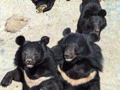 -青峰峡国家森林公园