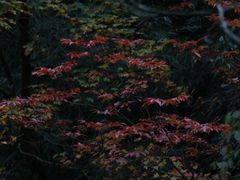 -龙苍沟森林公园