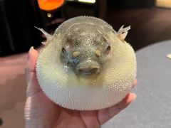 -肆月河豚·淮扬菜·湘菜(华天店)