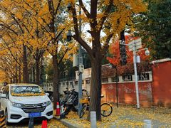 -三里屯东五街银杏大道