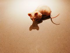 -飞行喵MR PILOT|猫舍·猫咖(静安大融城店)