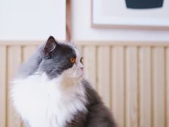 -Catmate·猫肥家润(金润铂宫店)