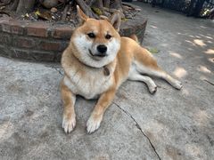 -柴犬高等学院·狗咖·柴犬售卖·宠物训练