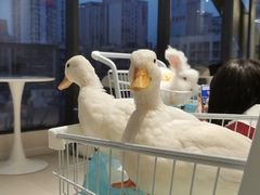 -怪兽屋·羊驼·猫咖·狗咖(俊华广场店)