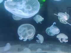 -锦艺城海洋馆