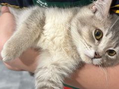 -楼上猫咖(罗湖店)