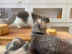 -楼上猫咖(罗湖店)