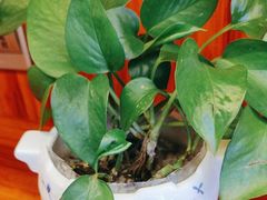 -香山湖渔家大院