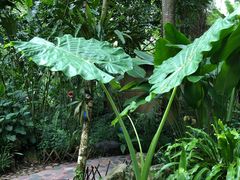 -中国科学院西双版纳热带植物园