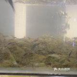 品尝这道特色佳肴