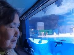 -海合安成都极地海洋公园