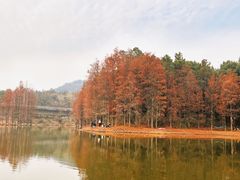 -青龙山国家森林公园