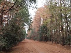 -上海海湾国家森林公园