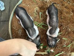 -正佳雨林生态植物园