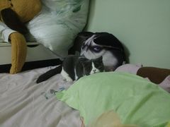 -有宠宠物(YOUCOIN·未来店)