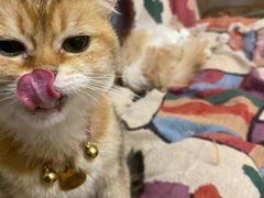 -唐小姐の私宠·宠物洗护美容·撸猫馆·购宠(周浦万达旗舰店)