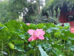 -老桂湖公园-杨升庵博物馆