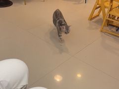-平行世界·猫咖(首经贸店)