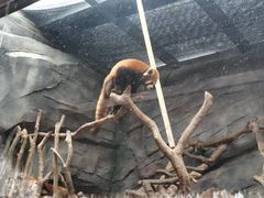 -武汉动物园
