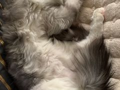 -lincat·猫舍(广州店)