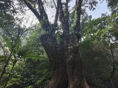 -莫里热带雨林景区