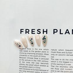 -BELLAREAL新美社