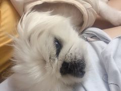 -彩虹桥宠物火化殡葬善终服务(金乐大厦店)